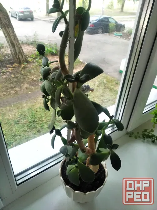 Денежное дерево цветы Донецк - изображение 3