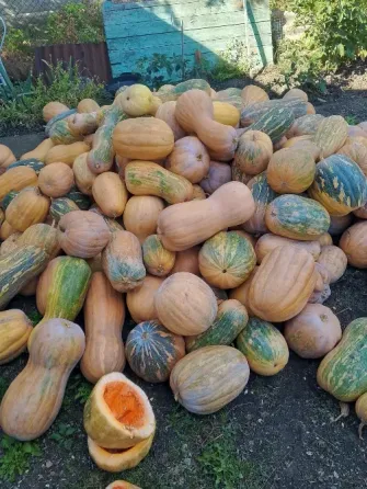 Продам тыкву Донецк