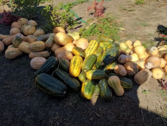 Продам тыкву Донецк