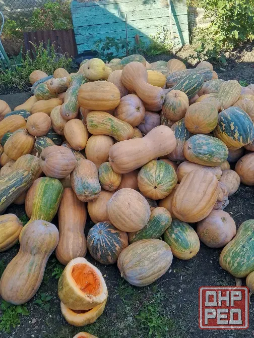 Продам тыкву Донецк - изображение 2