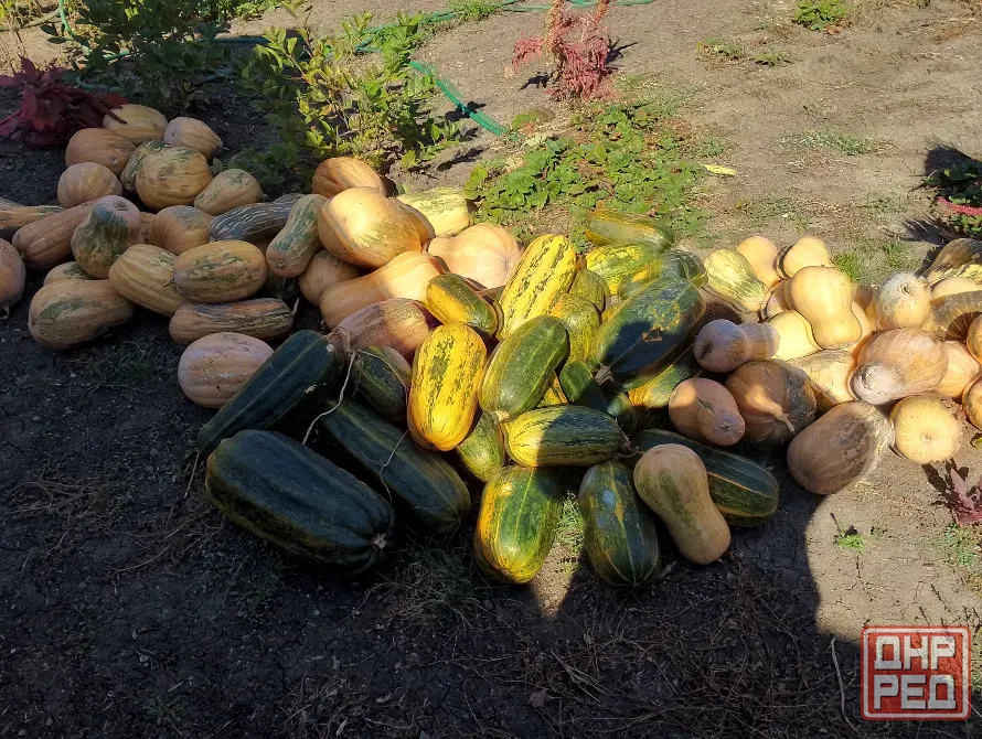Продам тыкву Донецк - изображение 1
