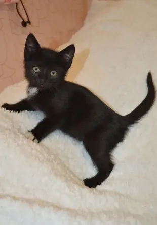 котята в добрые руки Донецк