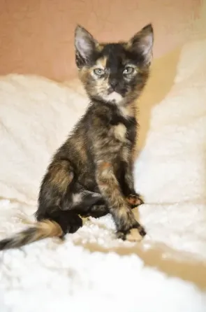 кошечка в добрые руки Донецк