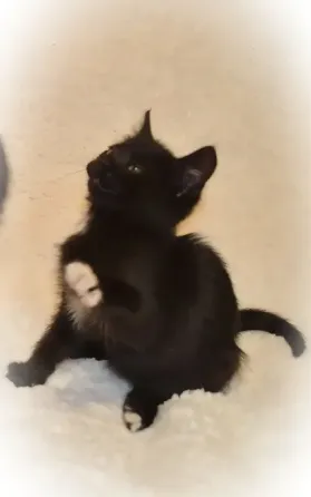 котята в добрые руки Донецк