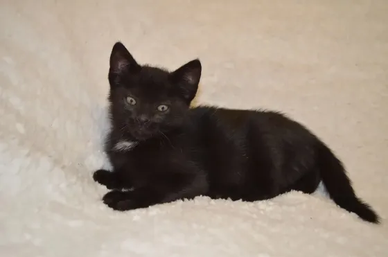 котята в добрые руки Донецк