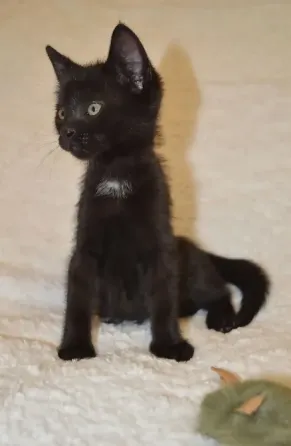 котята в добрые руки Донецк