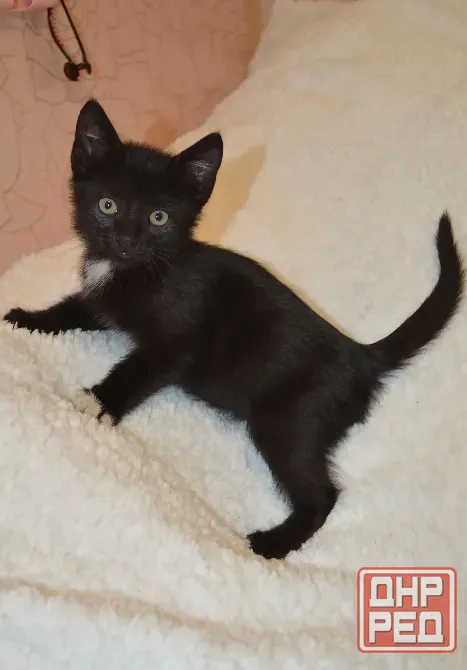 котята в добрые руки Донецк - изображение 2