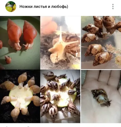 Улитки ахатина, лимиколярия, мокрицы и мадагаскарские тараканы Макеевка
