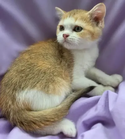 Шотландская кошечка Донецк