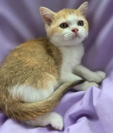 Шотландская кошечка Донецк