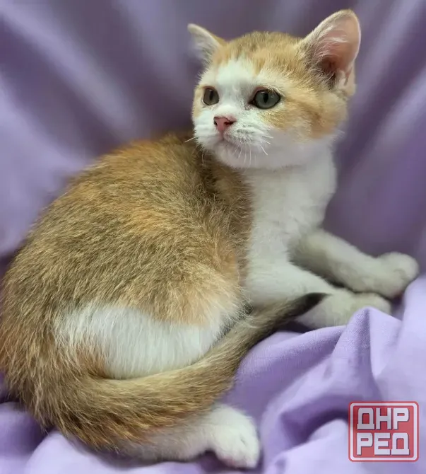 Шотландская кошечка Донецк - изображение 2