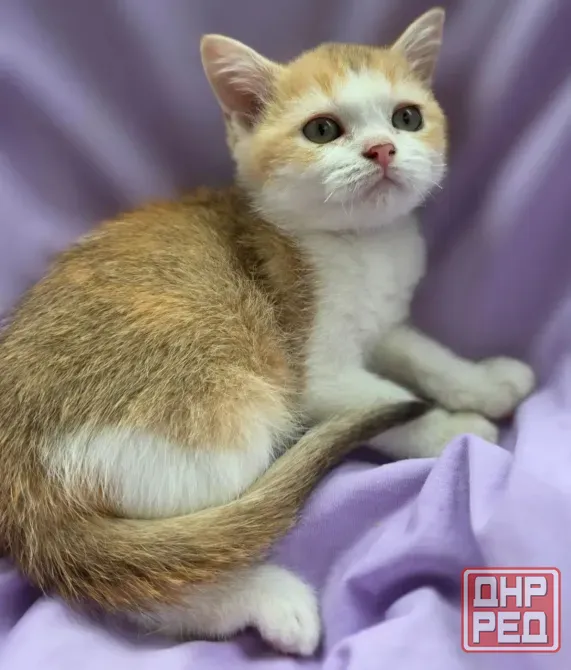 Шотландская кошечка Донецк - изображение 1