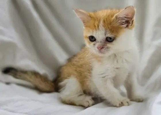 Шотландская кошечка Донецк