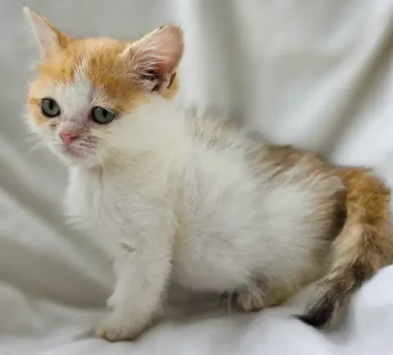 Шотландская кошечка Донецк