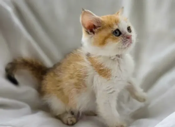Шотландская кошечка Донецк