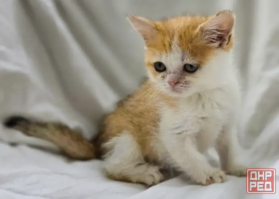 Шотландская кошечка Донецк - изображение 1