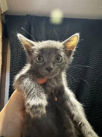 Котенок мышонок Донецк