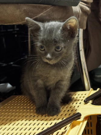 Котенок мышонок Донецк
