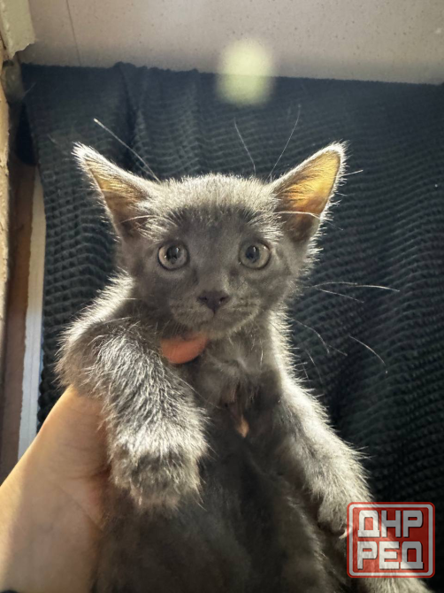Котенок мышонок Донецк - изображение 3