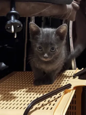 Котята Донецк