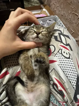Котята Донецк