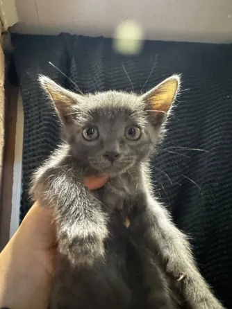 Котята Донецк