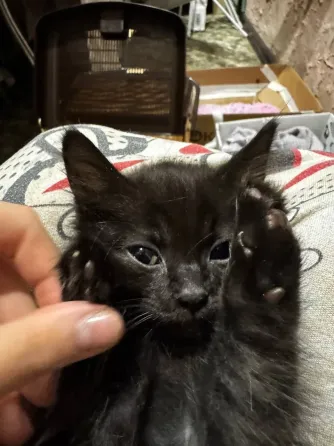 Котята Донецк