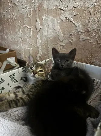 Котята Донецк