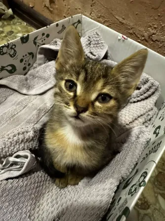 Котята Донецк