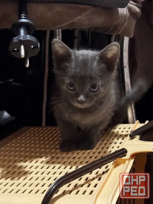 Котята Донецк - изображение 1