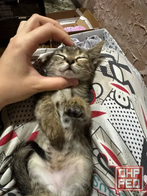 Котята Донецк - изображение 6
