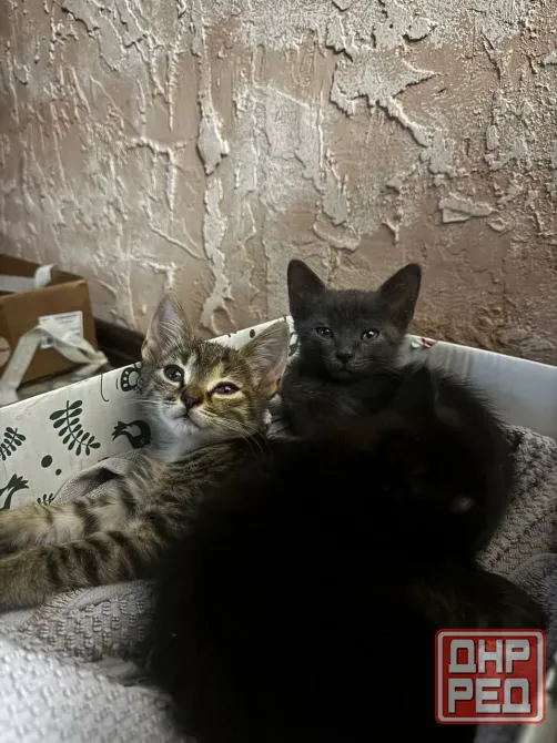 Котята Донецк - изображение 5