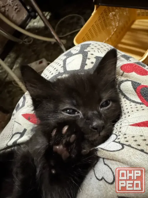 Котята Донецк - изображение 7