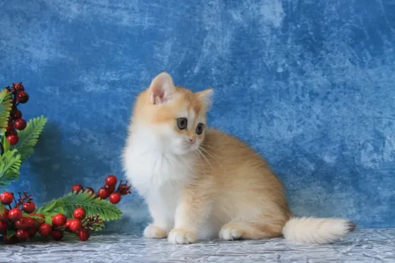 Британская кошечка Макеевка