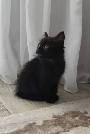 Отдам котёнка в добрые руки Макеевка