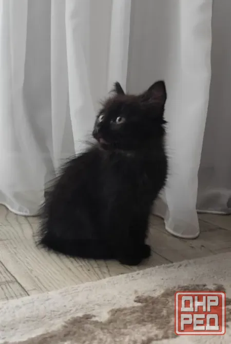 Отдам котёнка в добрые руки Макеевка - изображение 1