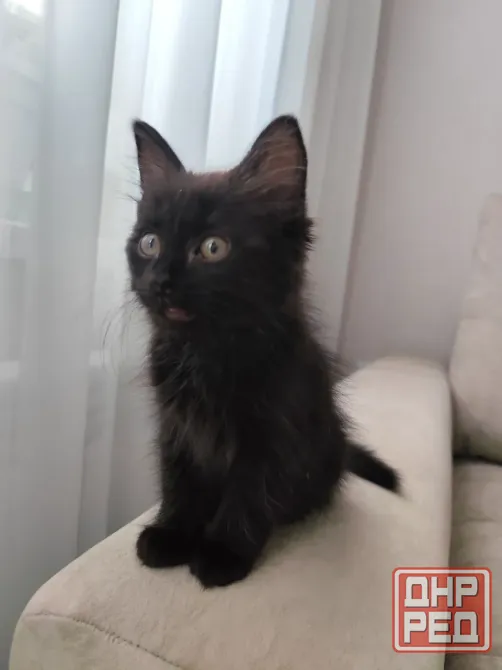 Отдам котёнка в добрые руки Макеевка - изображение 2