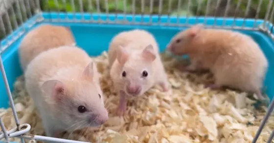 Хомяк Макеевка