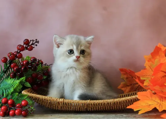 Продается котенок Макеевка