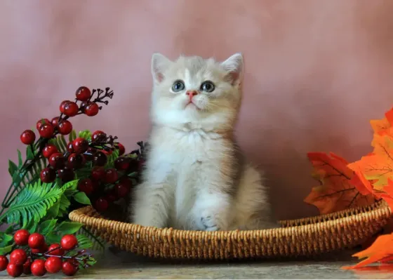 Продается котенок Макеевка