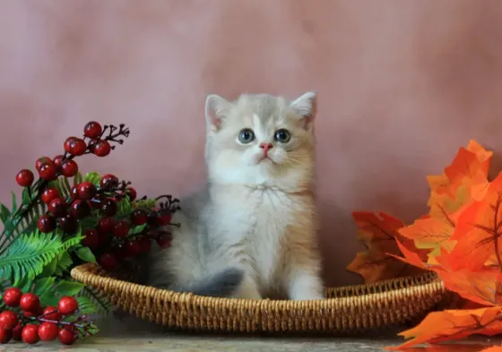 Продается котенок Макеевка