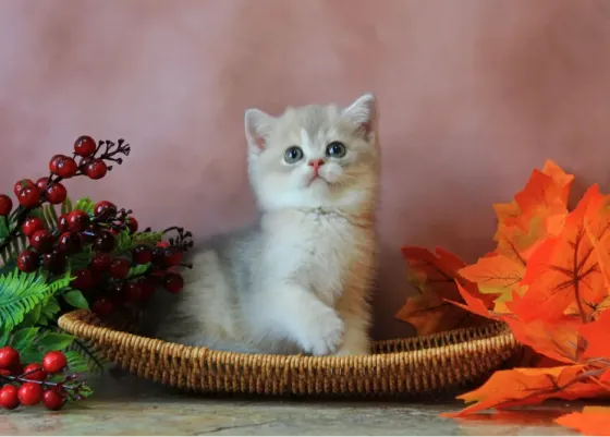 Продается котенок Макеевка