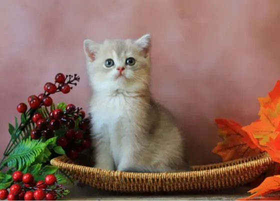 Продается котенок Макеевка