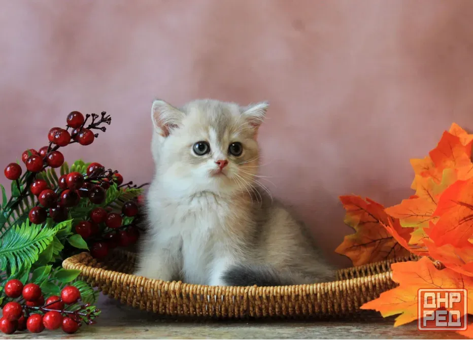 Продается котенок Макеевка - изображение 2
