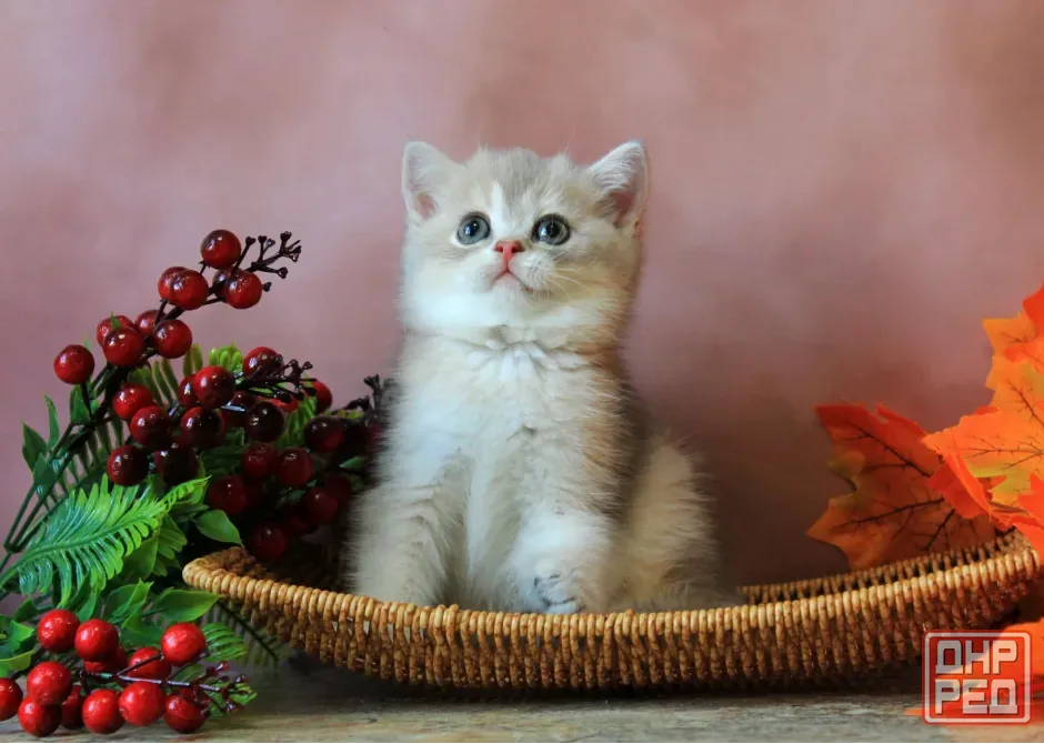 Продается котенок Макеевка - изображение 6