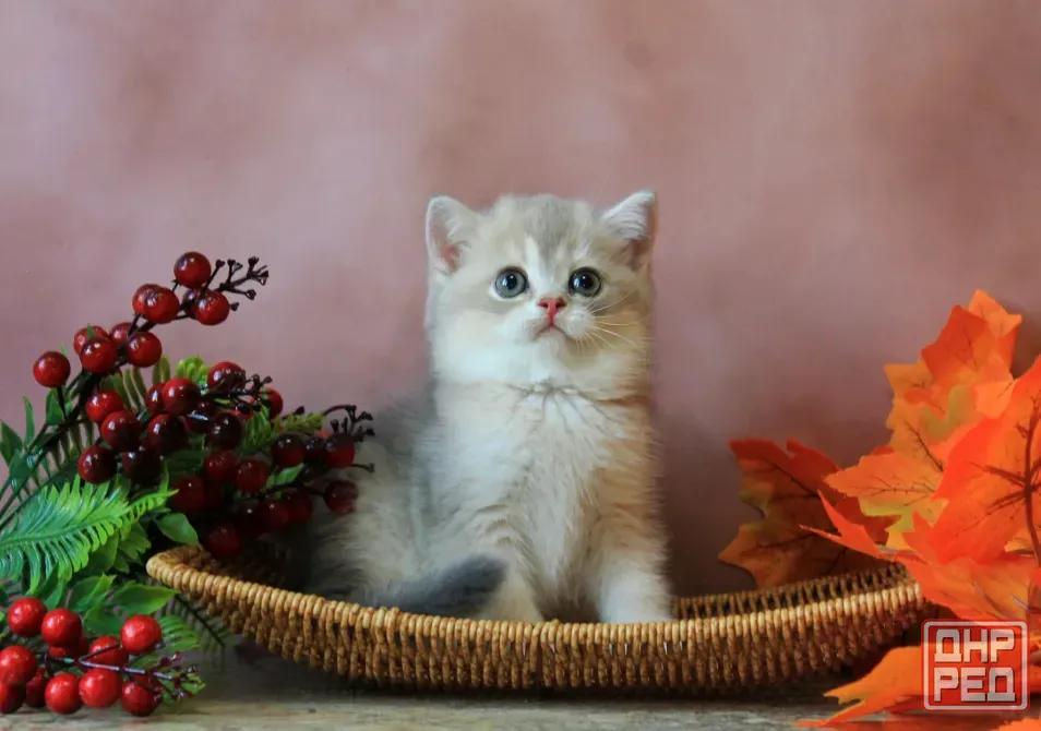 Продается котенок Макеевка - изображение 5