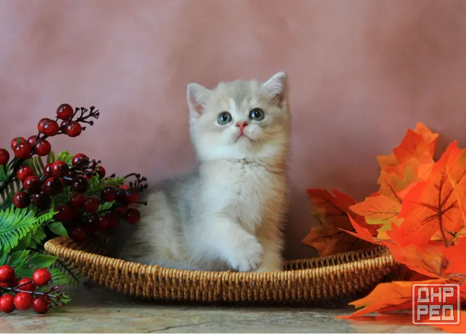 Продается котенок Макеевка - изображение 3