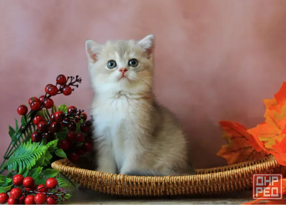 Продается котенок Макеевка - изображение 4