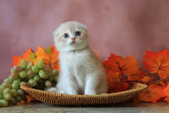 Продаются вислоухие котята Макеевка