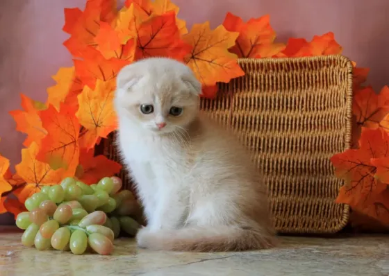 Продаются вислоухие котята Макеевка